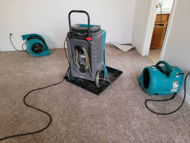 Best Mold removal after water damage  in Lighthouse Point, FL